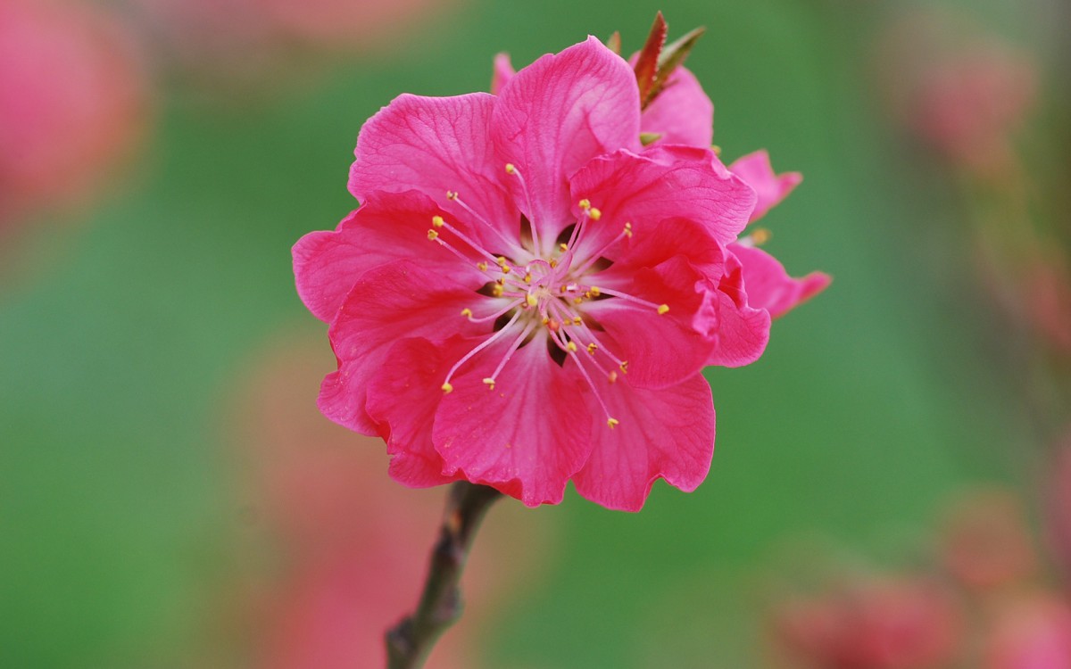 桃花(桃花坞第三季)