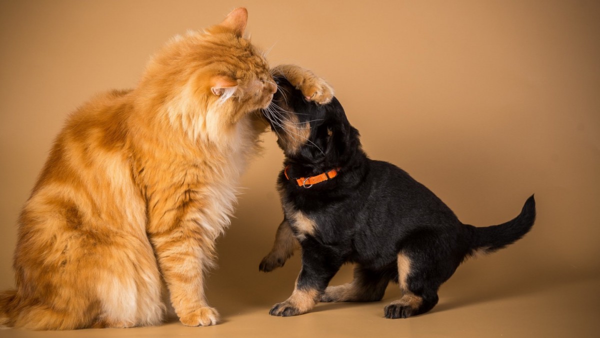 一个猫和狗的霸气壁纸图片