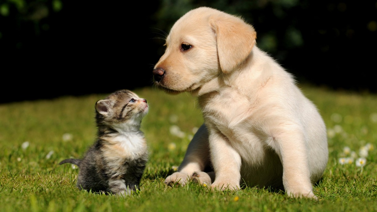 一个猫和狗的霸气壁纸图片