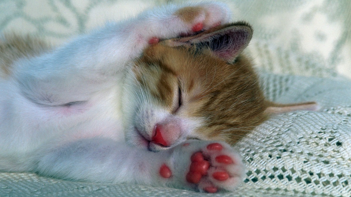 睡梦中的小猫图片1214