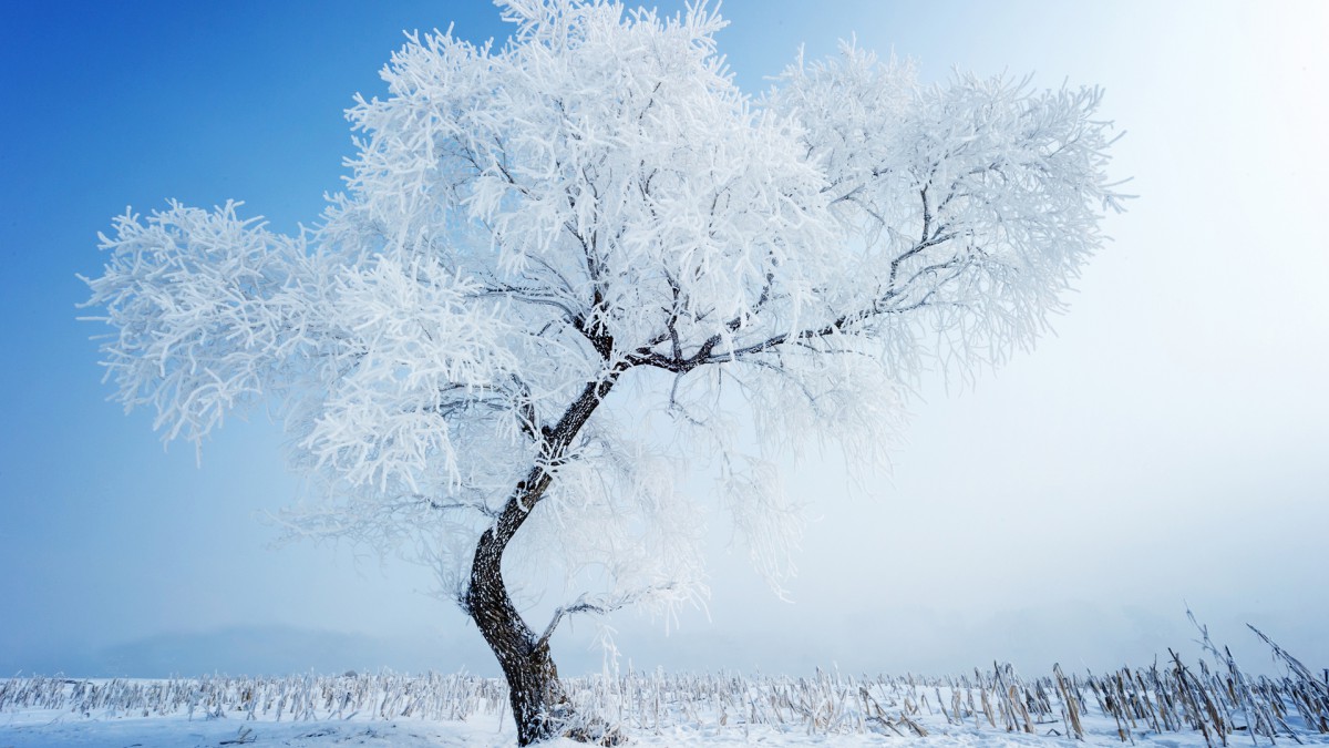 唯美冬季意境雪景壁紙27