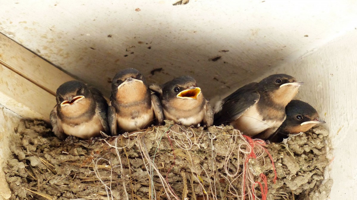 雏燕燕子图片1220