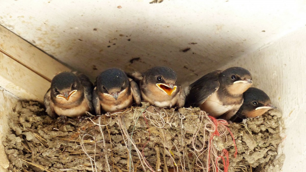 雏燕燕子图片1520