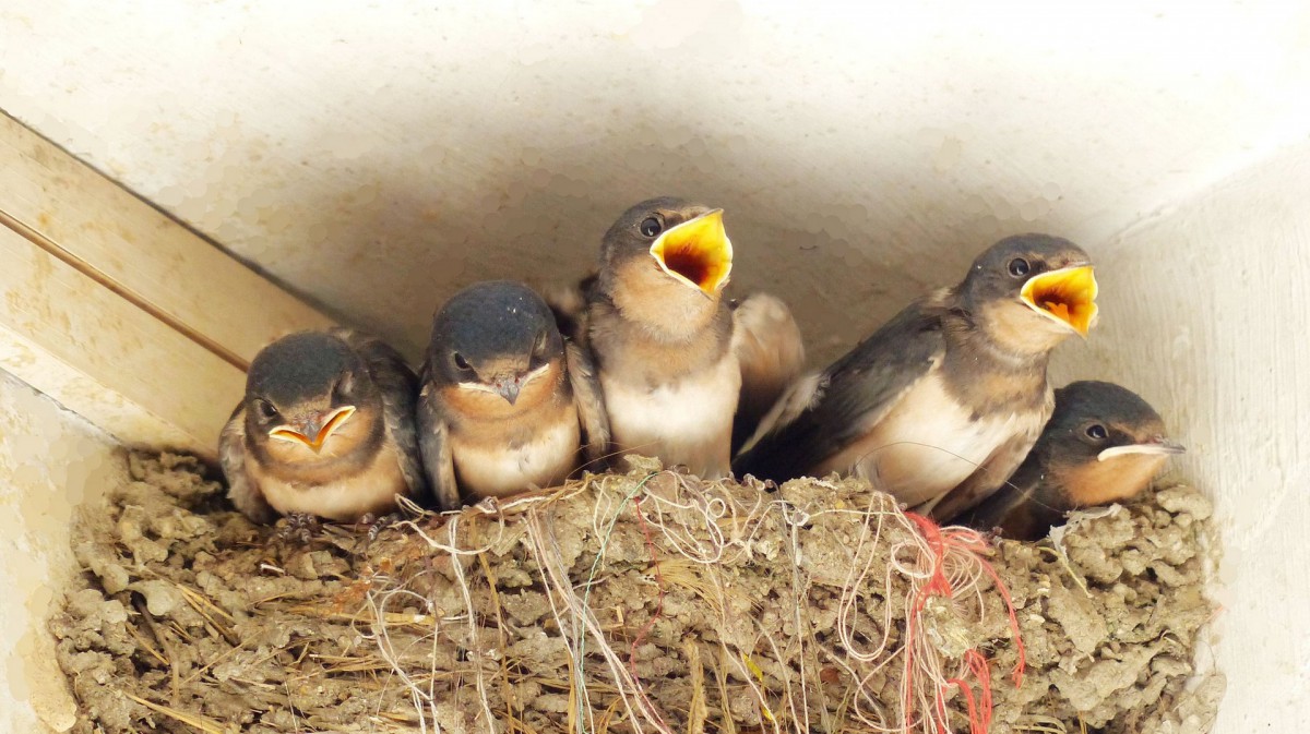 雏燕燕子图片1720