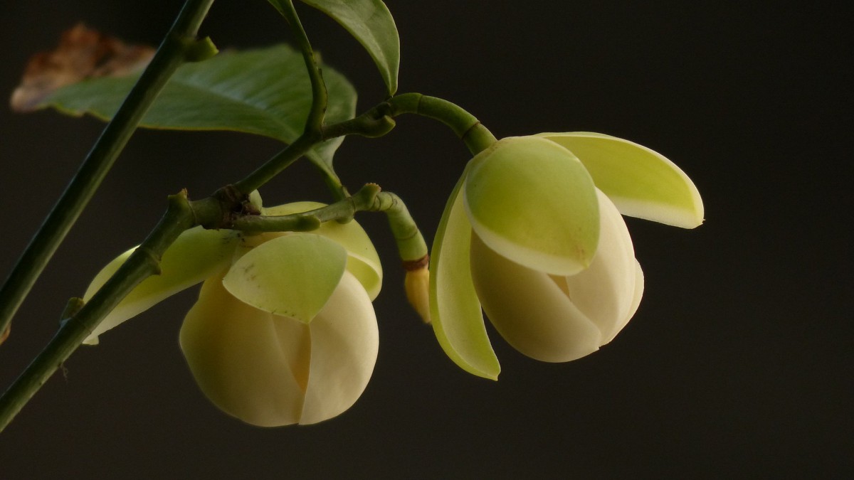 夜合花(夜香木兰)图片-花卉壁纸-高清花卉图片-第13图-娟娟壁纸