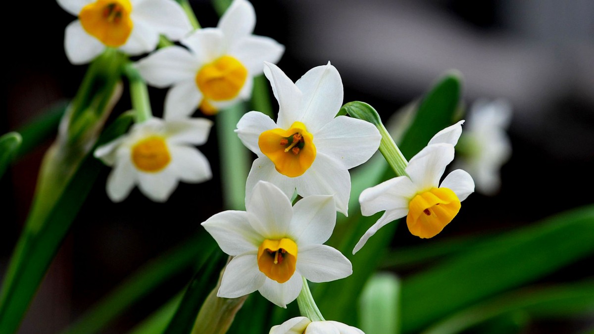 水仙花图片壁纸513