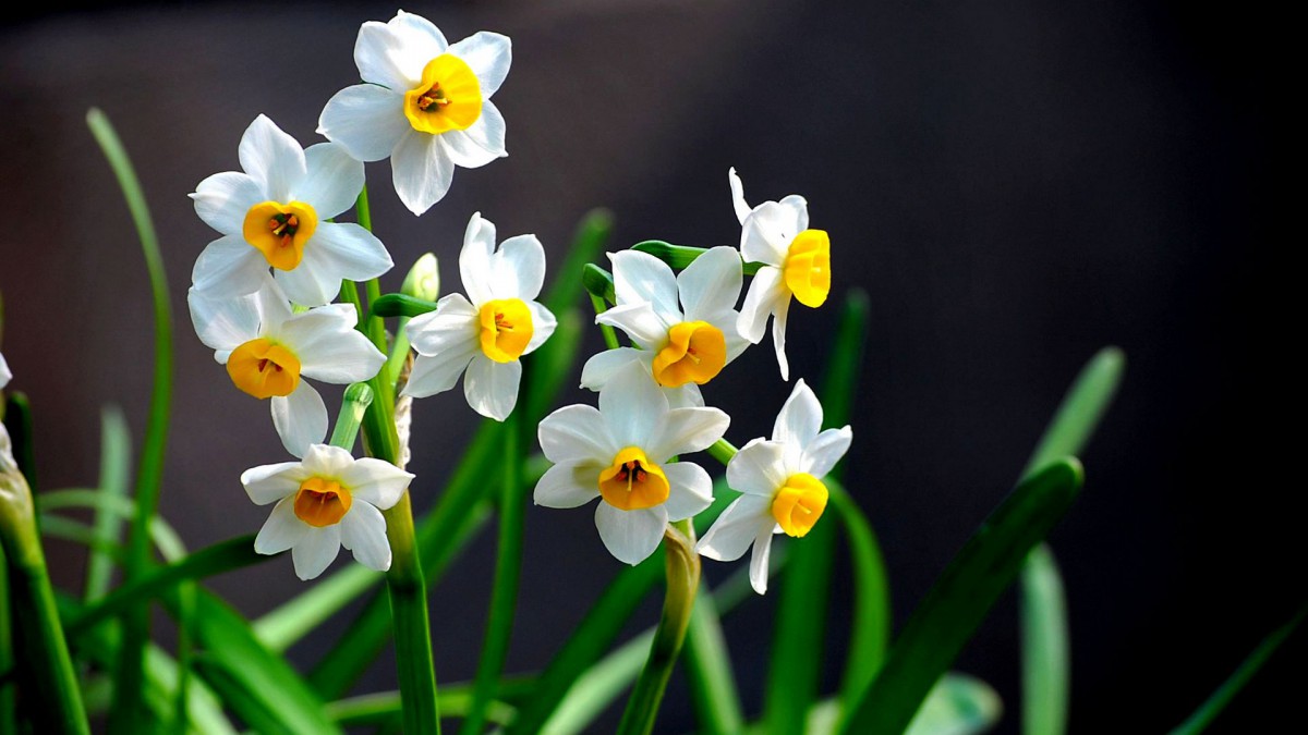 水仙花图片壁纸913
