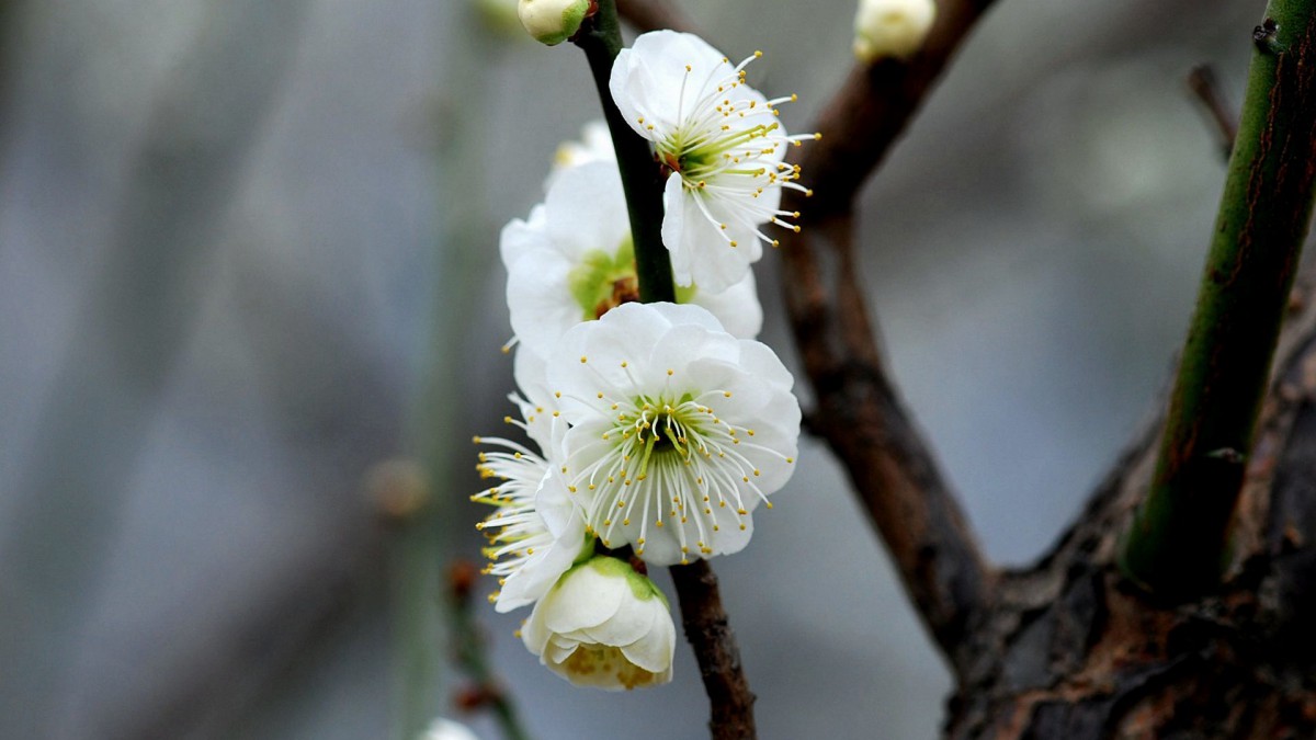 绿萼梅图片-花卉壁纸-高清花卉图片-第7图-娟娟壁纸