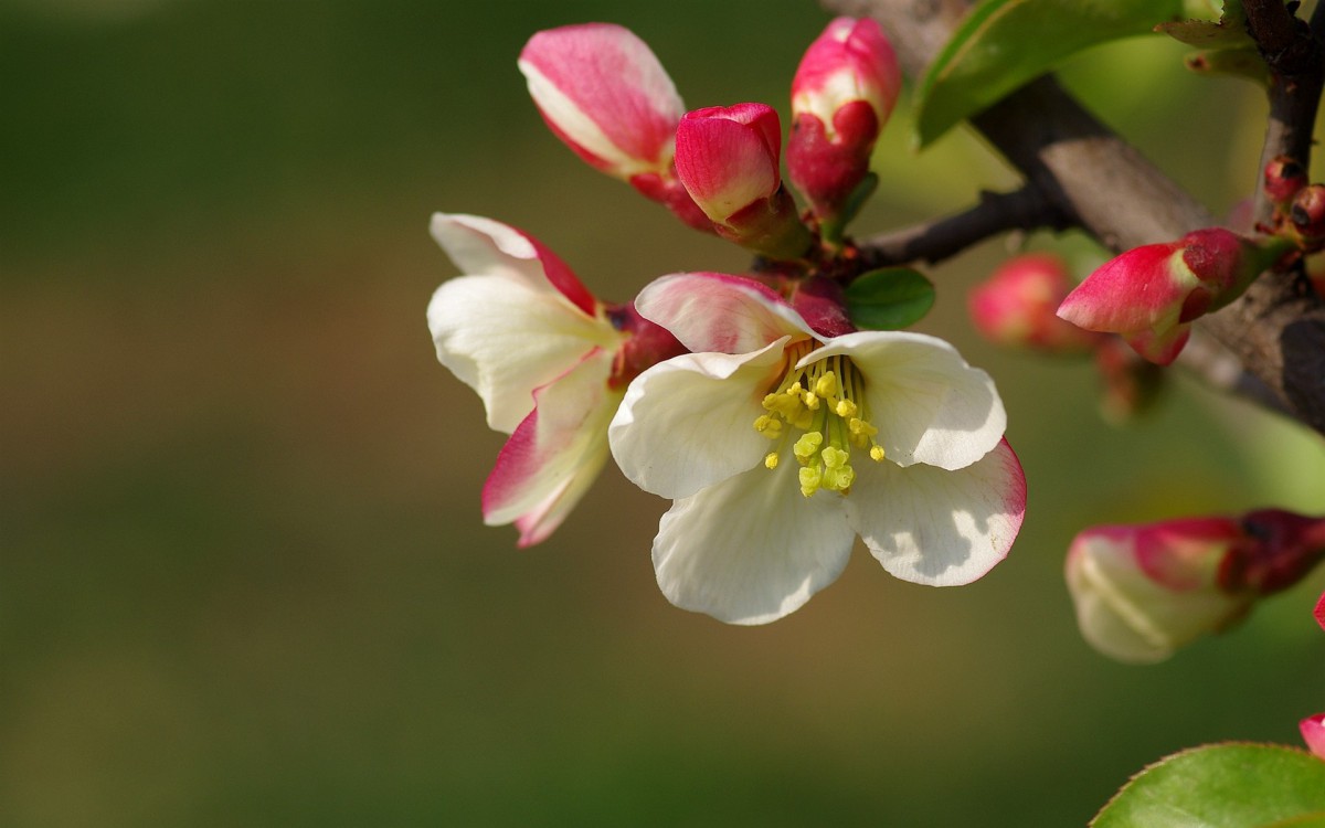 贴梗海棠花图片18