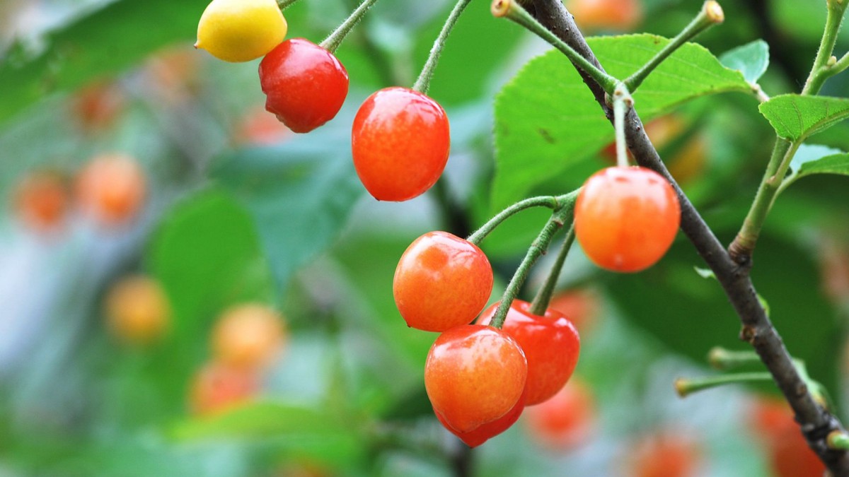 雨后诱人的樱桃图片-花卉壁纸-高清花卉图片-第11图-娟娟壁纸