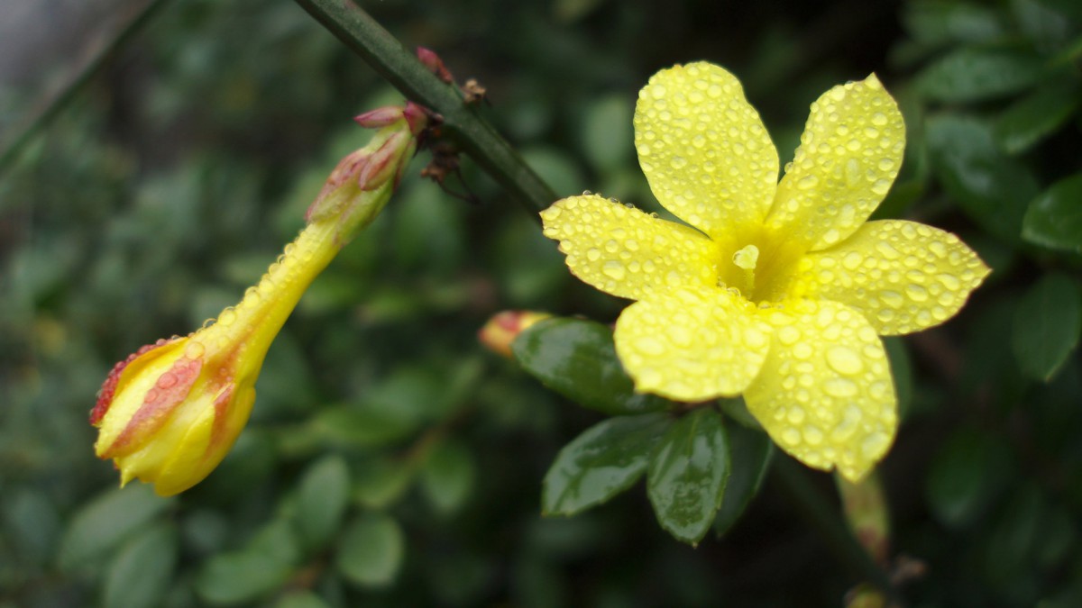 迎春花图片壁纸19