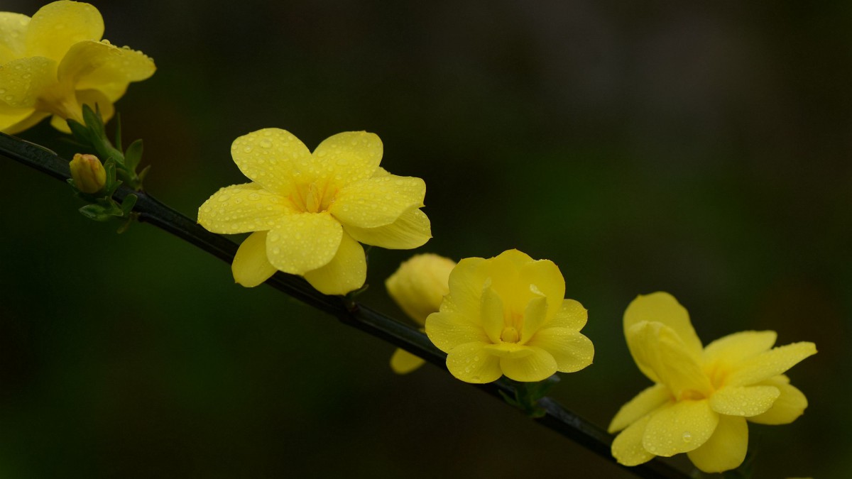 迎春花圖片壁紙-花卉壁紙-高清花卉圖片-第8圖-娟娟壁紙