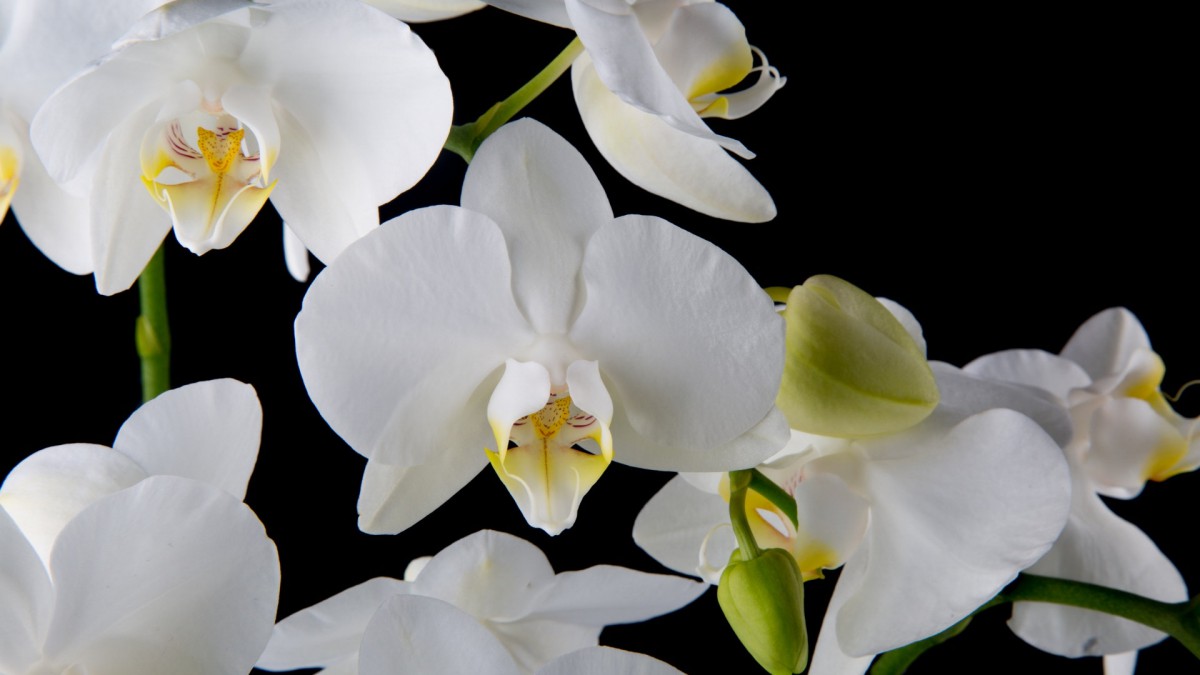 白色蝴蝶兰图片-花卉壁纸-高清花卉图片-第6图-娟娟壁纸