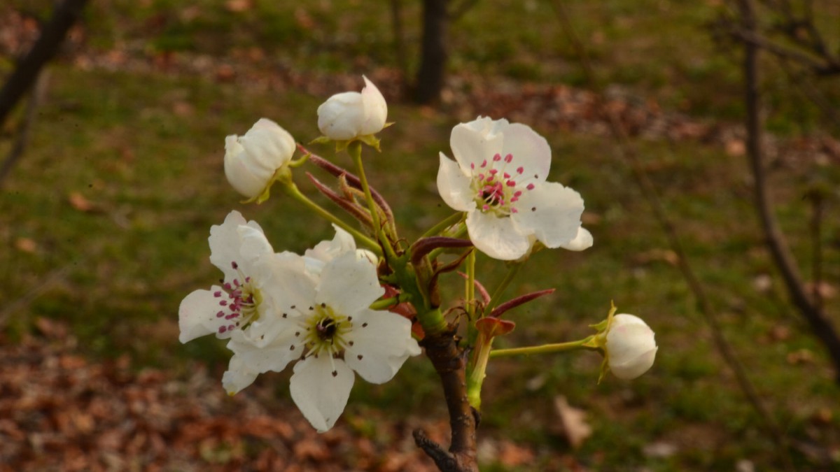 洁白如雪的梨花图片-花卉壁纸-高清花卉图片-第6图-娟娟壁纸