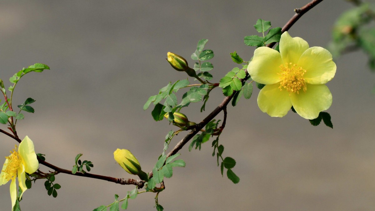 薔薇科黃色刺玫花圖片(9/11)