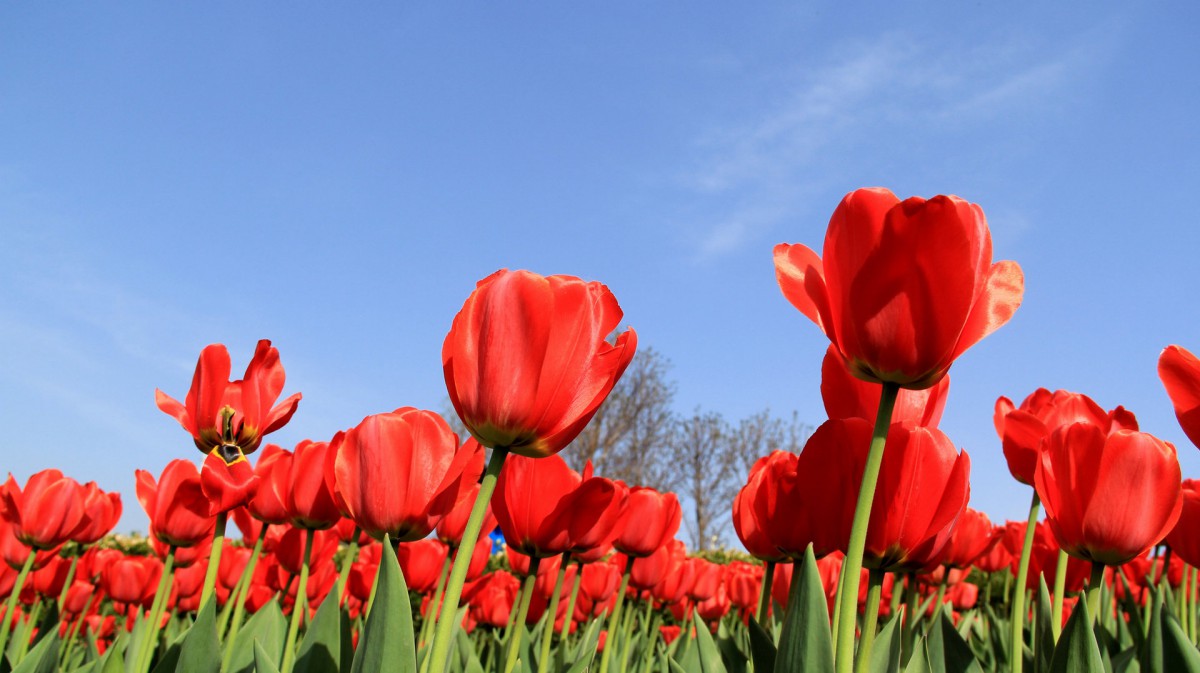 高清郁金香花丛图片26