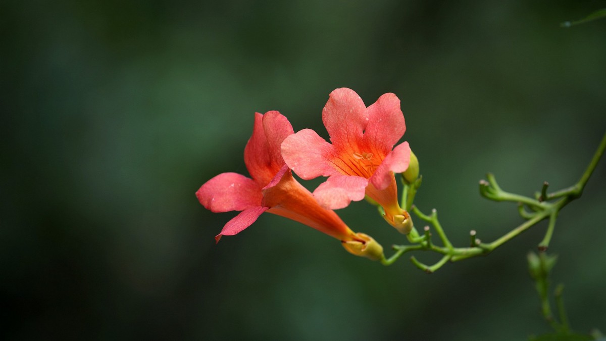 凌霄花图片花语-花卉壁纸-高清花卉图片-第15图-娟娟壁纸