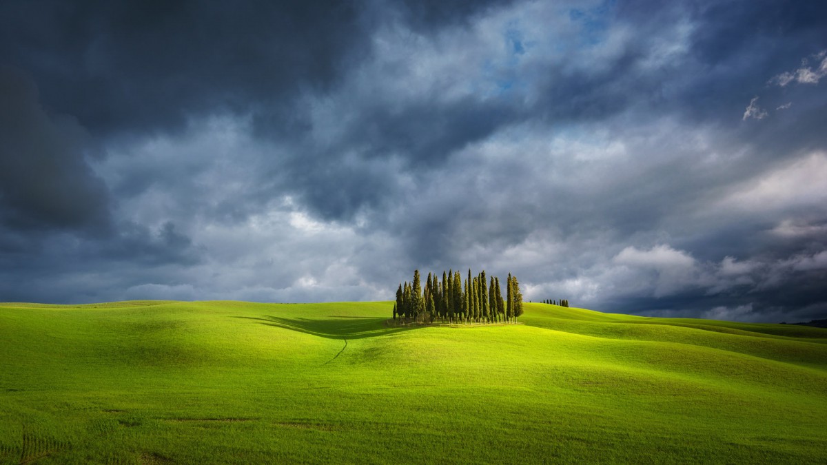 绿色林中草地桌面壁纸69