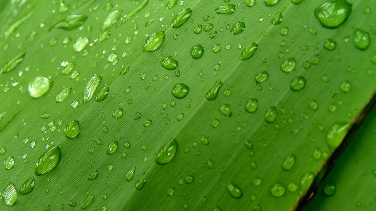 绿叶小草晶莹剔透的水滴壁纸1415