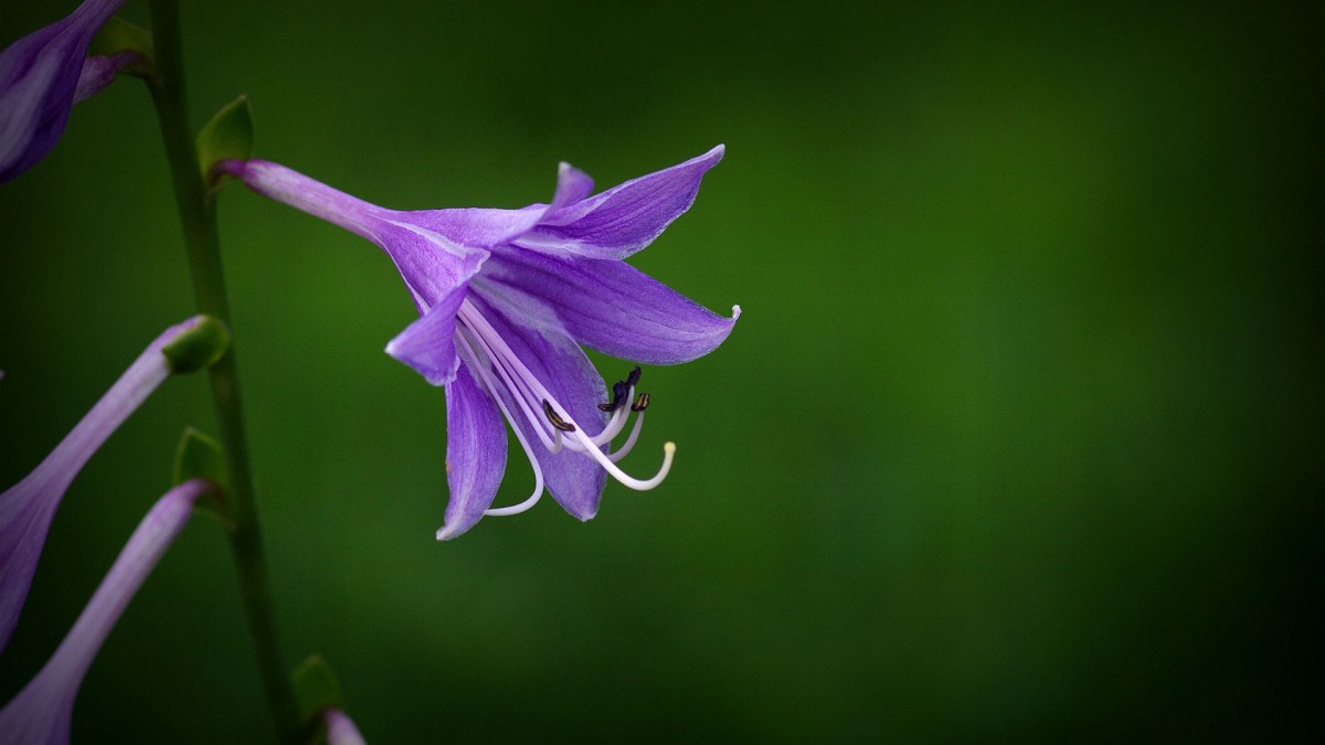 百合科紫玉簪图片 花卉壁纸 高清花卉图片 娟娟壁纸