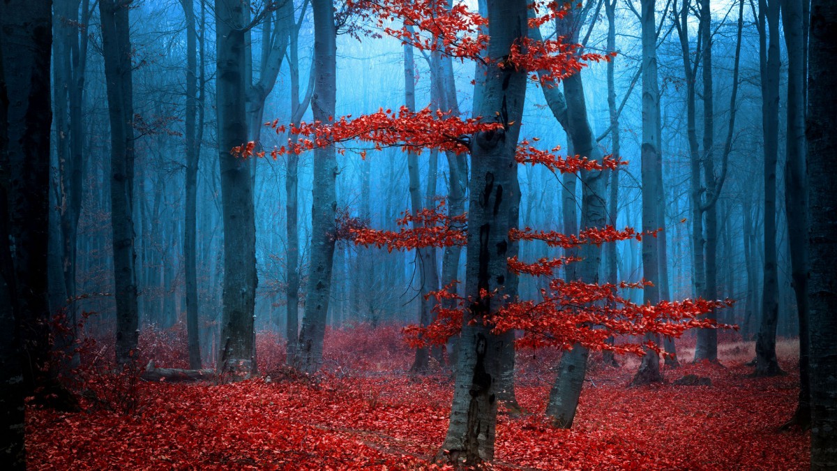 紅葉滿地樹林景色壁紙(9/10)