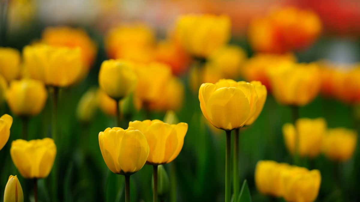 高贵典雅郁金香壁纸36