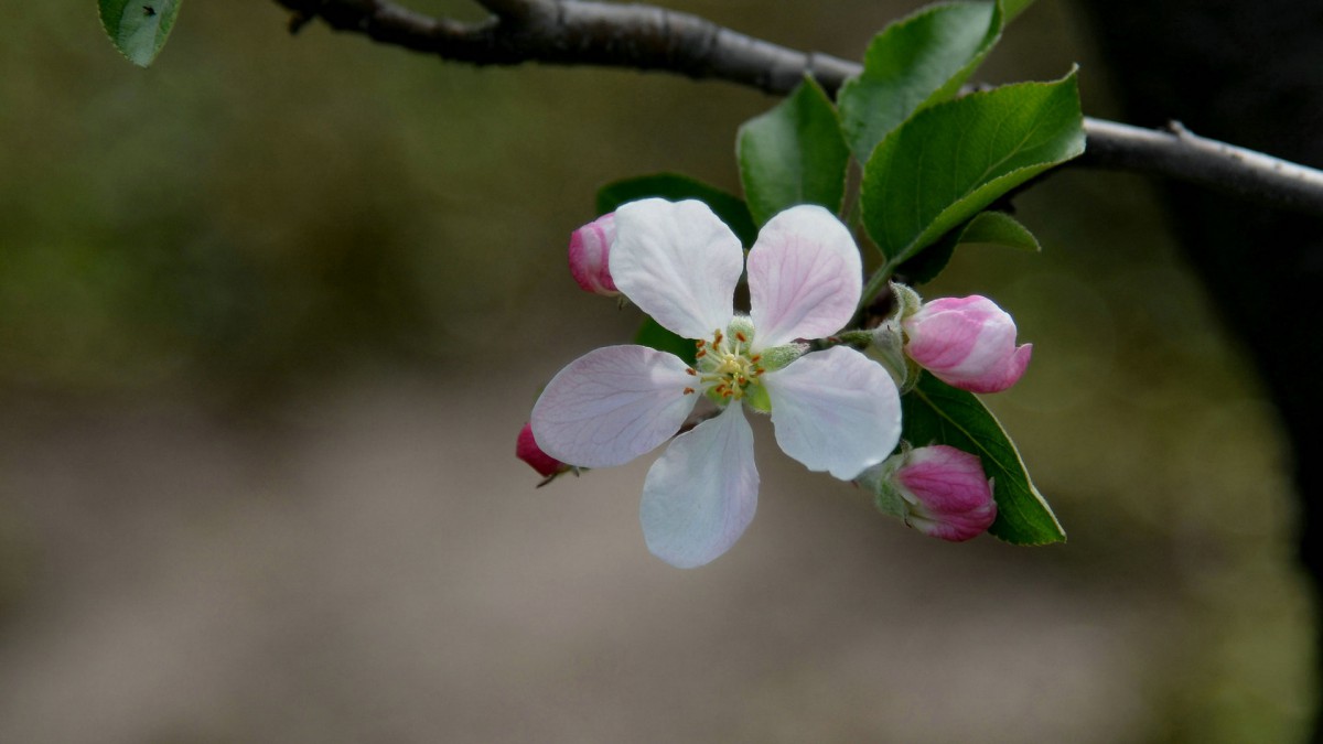 粉白色苹果花图片118