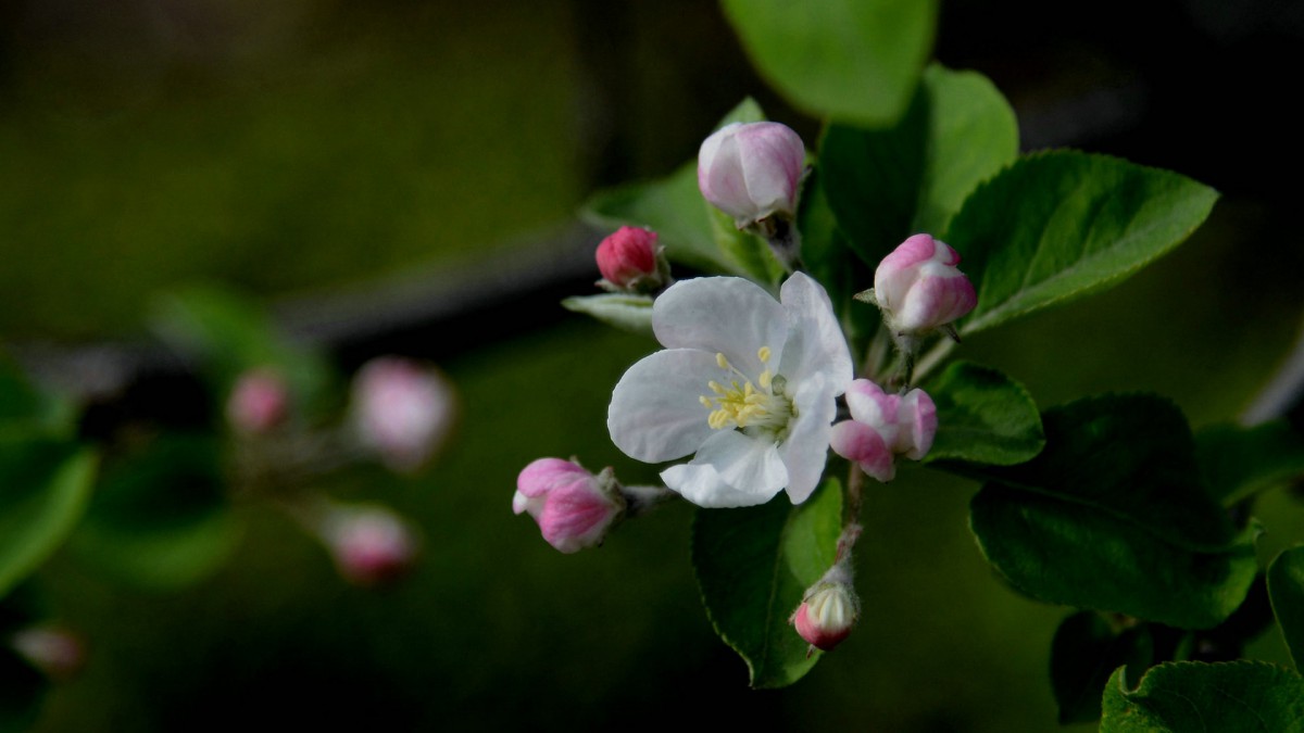 粉白色蘋果花圖片-花卉壁紙-高清花卉圖片-第14圖-娟娟壁紙