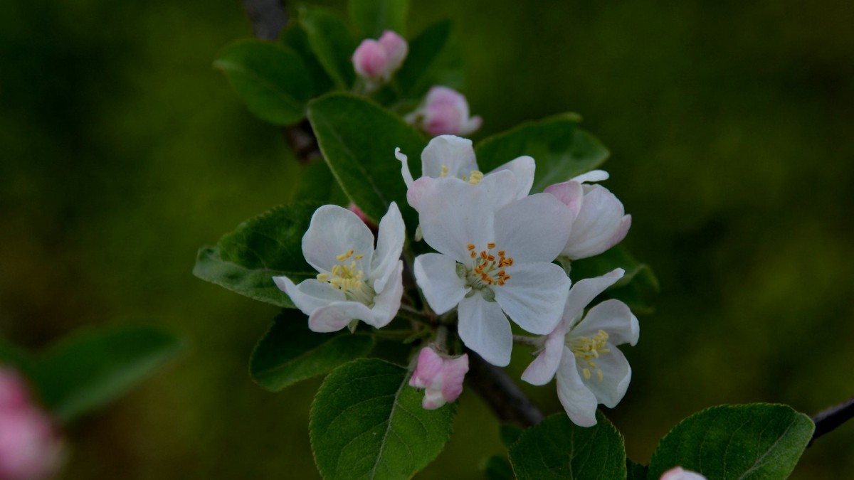 粉白色蘋果花圖片1718