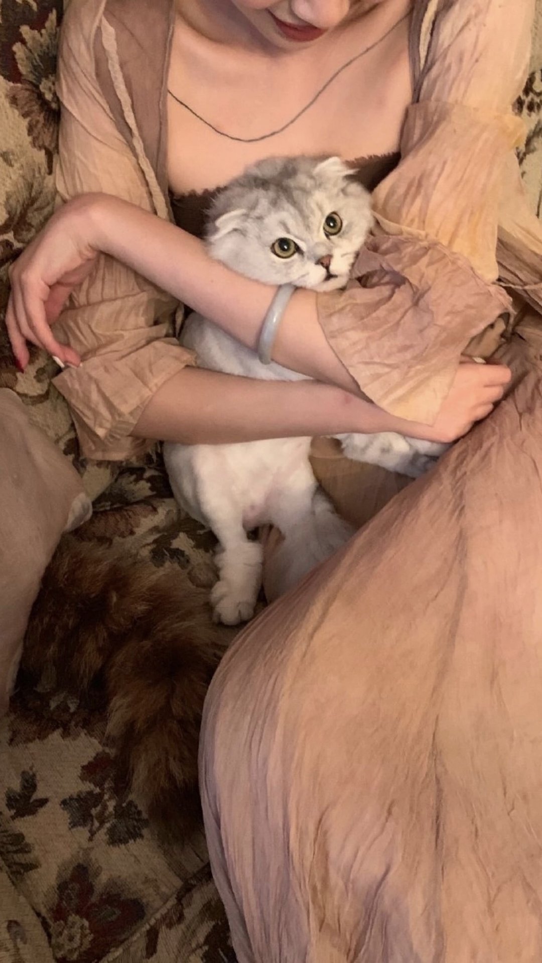 沙发上 一个怀里抱着白猫的连衣裙贵妇 高清图片 手机壁纸