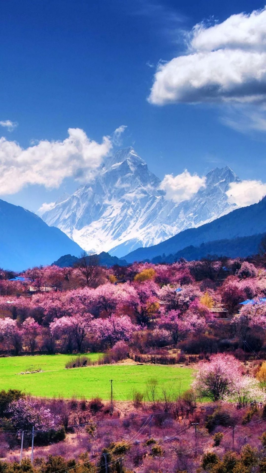 雪山下的紫色树林唯美图片