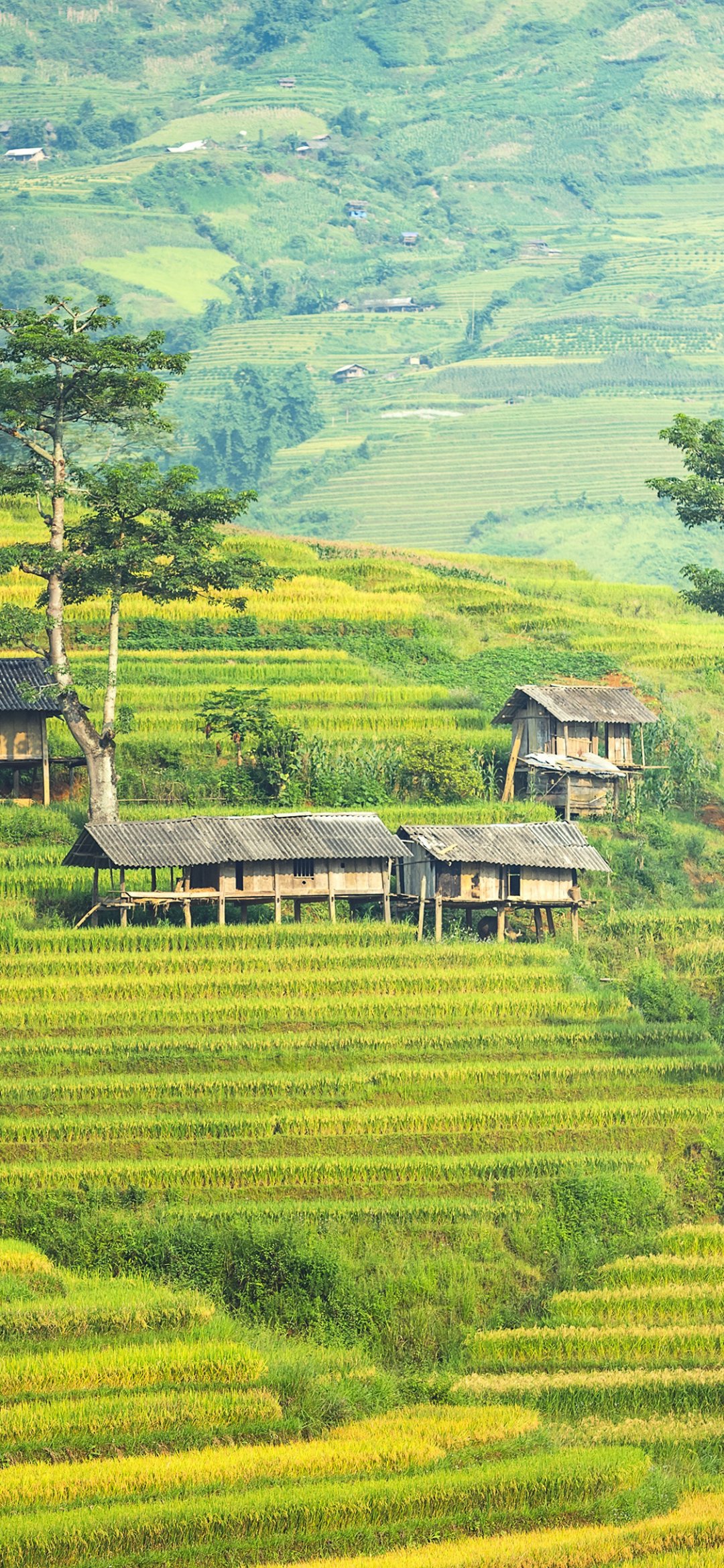 梯田上的农家,唯美梯田摄影图片,高清图片,手机壁纸