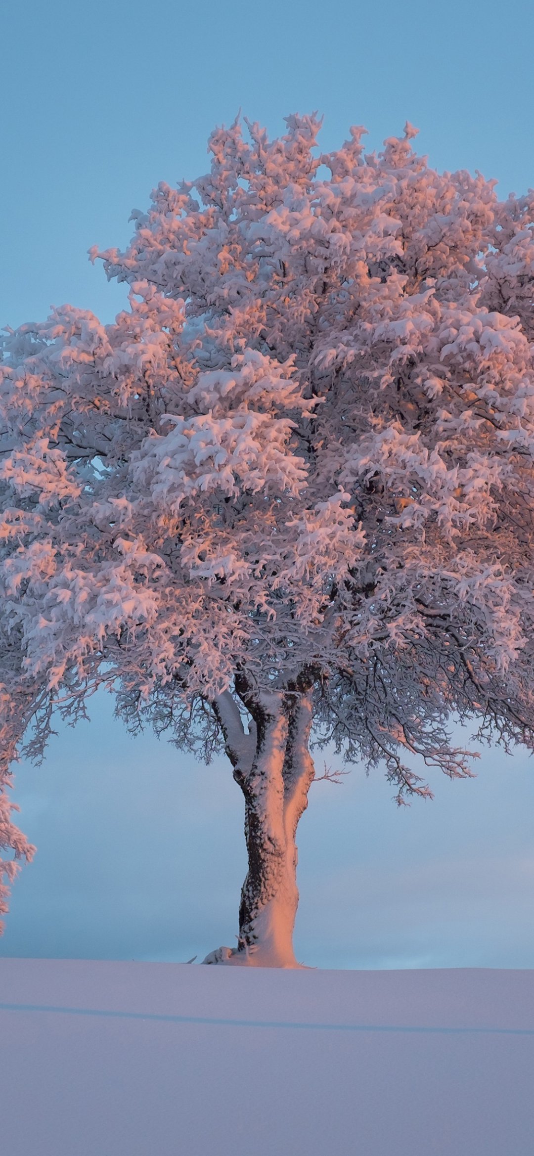 描写雪后大树的雪景图片