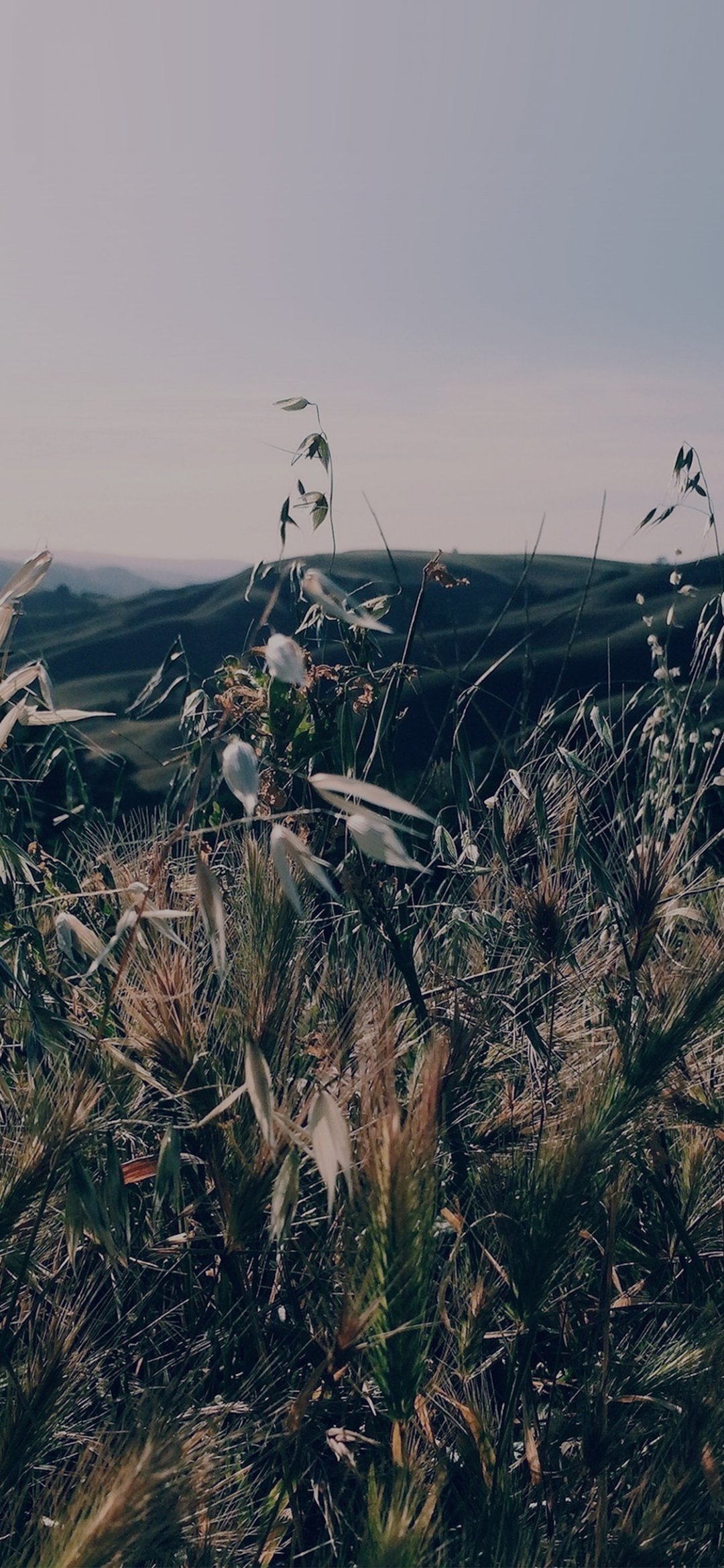 山中的杂草近距离摄影