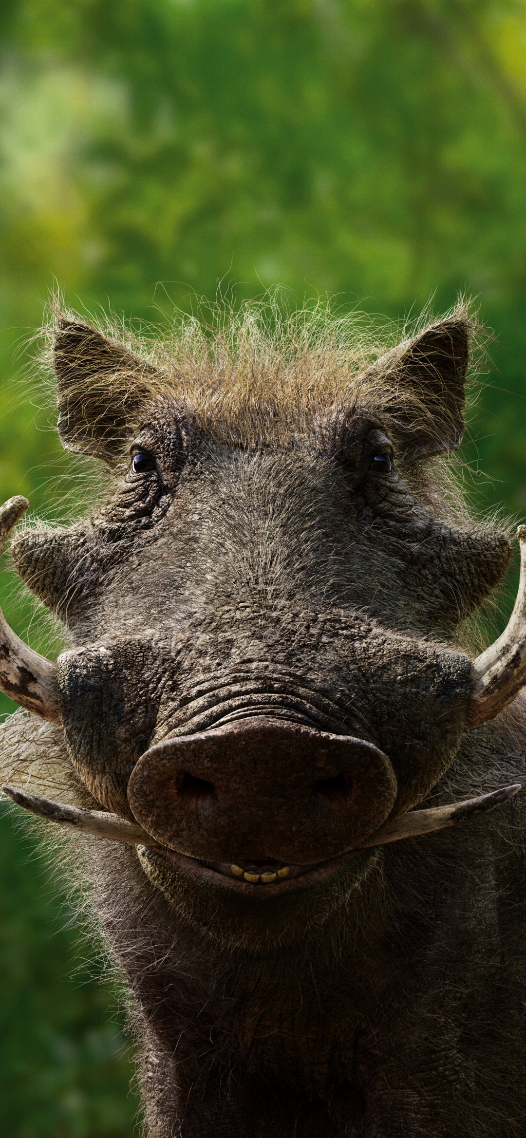 大獠牙野猪头像高清