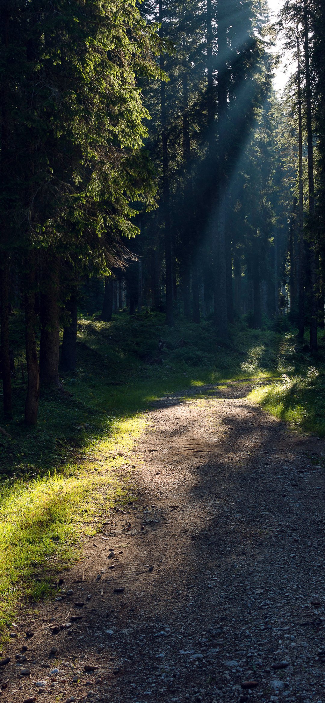 树木茂密的树林阳光透过树荫照在林中的小路上
