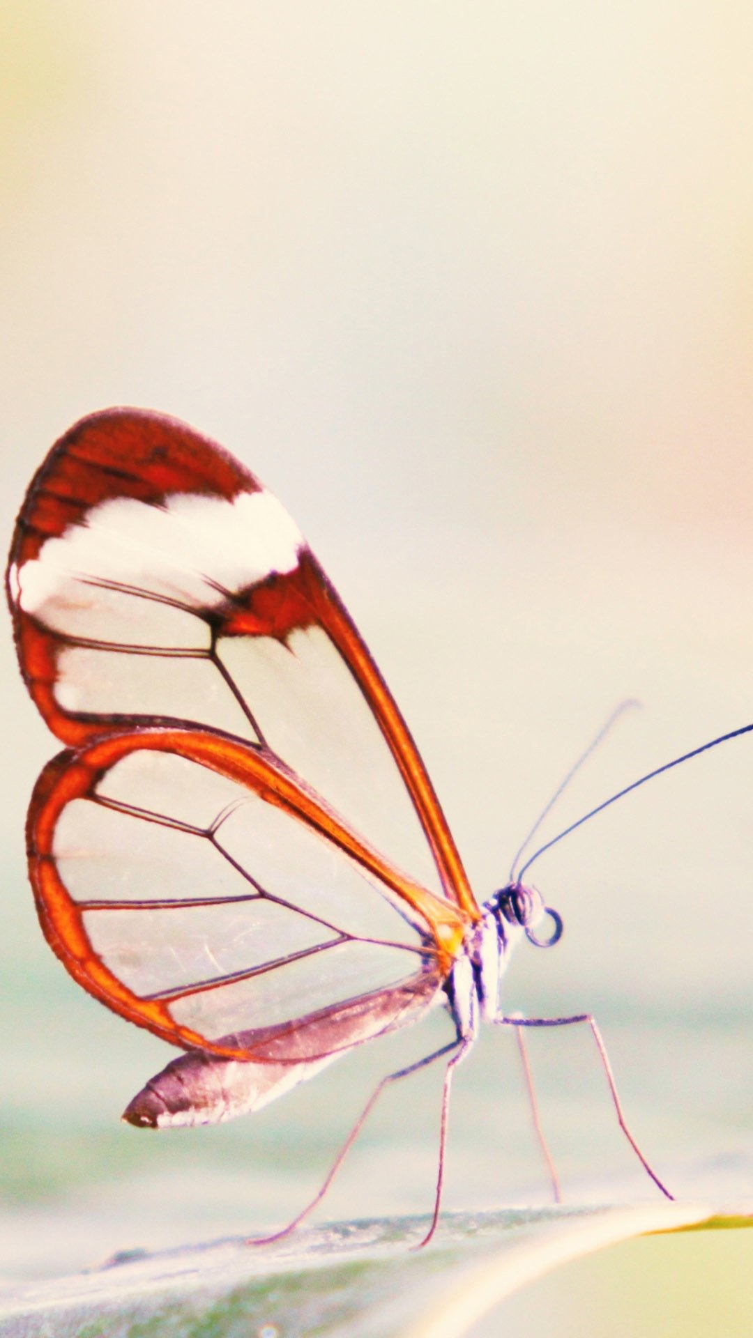 可爱的蝴蝶