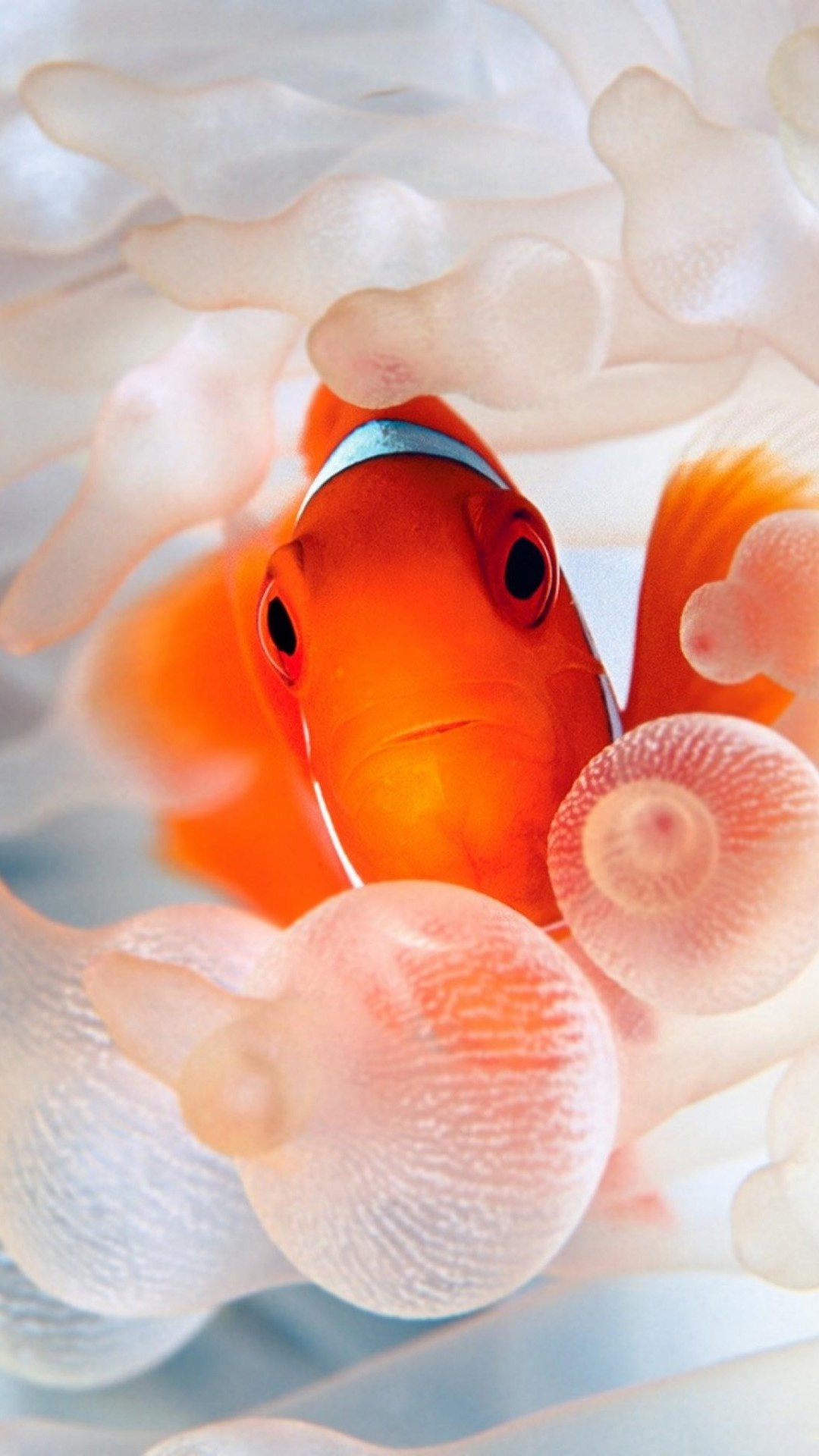 橙海里的金鱼尼莫,高清图片,手机壁纸