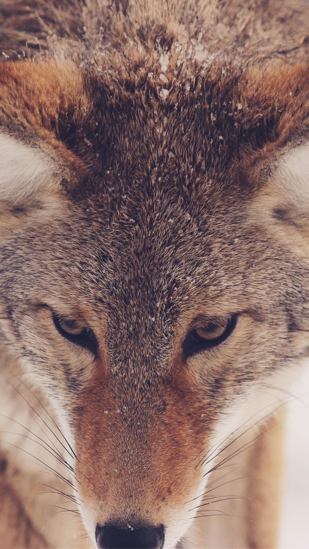雪狼 高清图片 手机壁纸