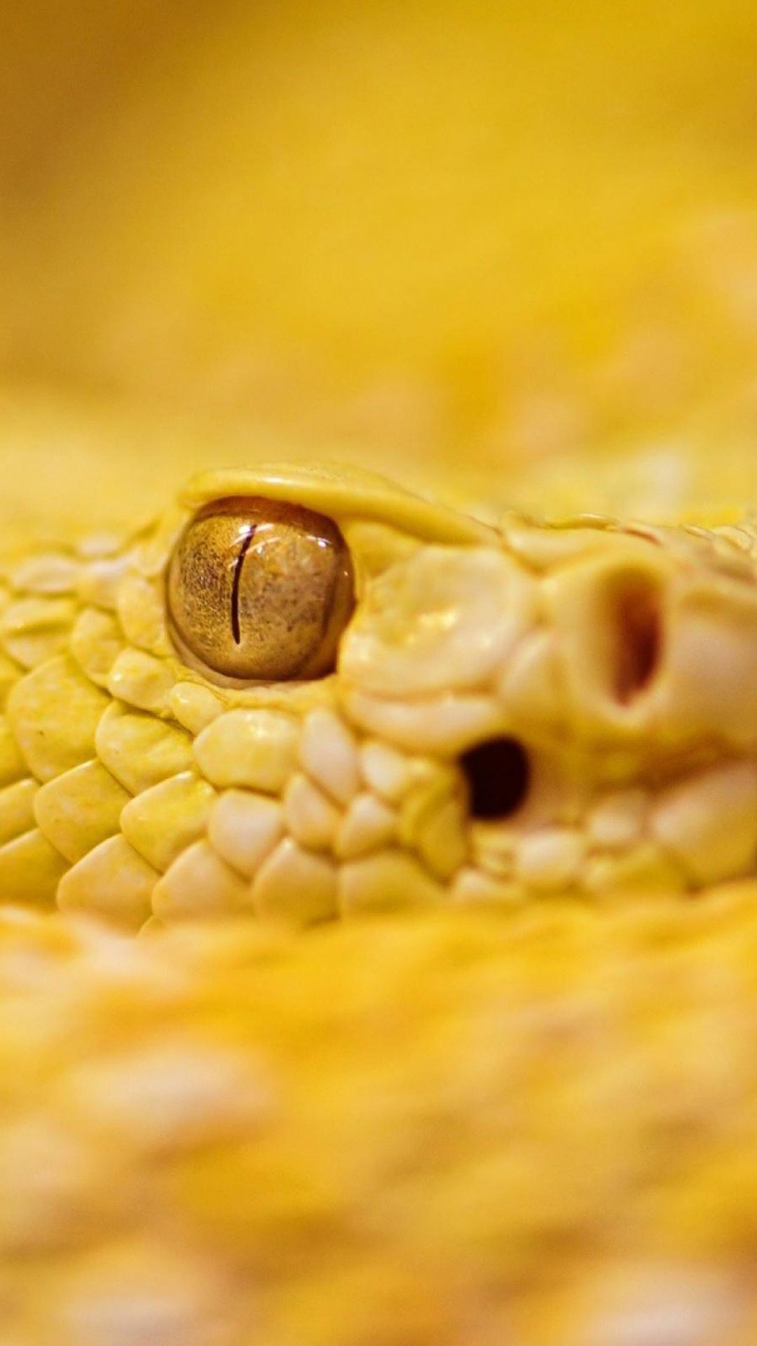 响尾蛇黄色