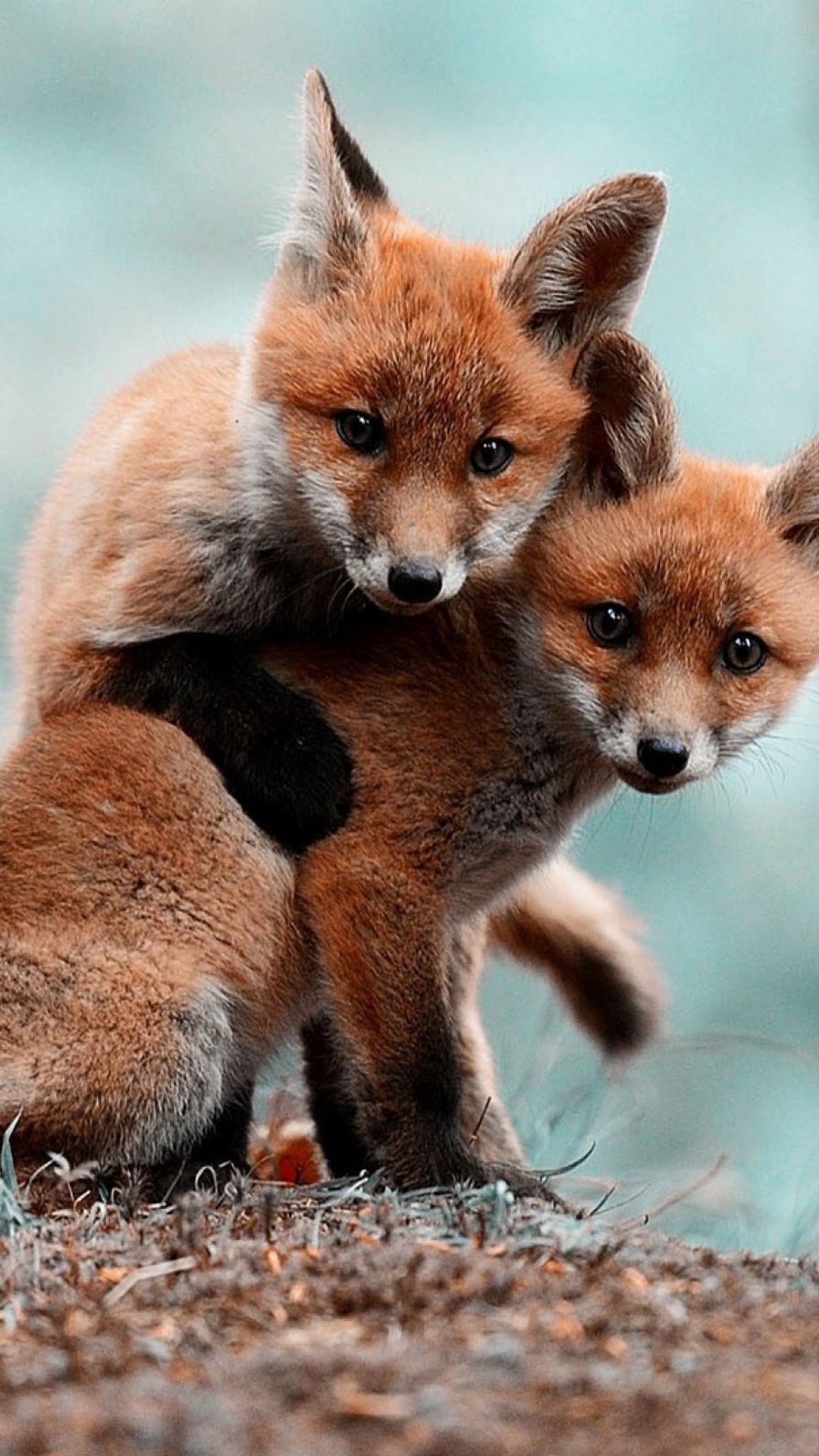 两只狐狸,高清图片,手机壁纸