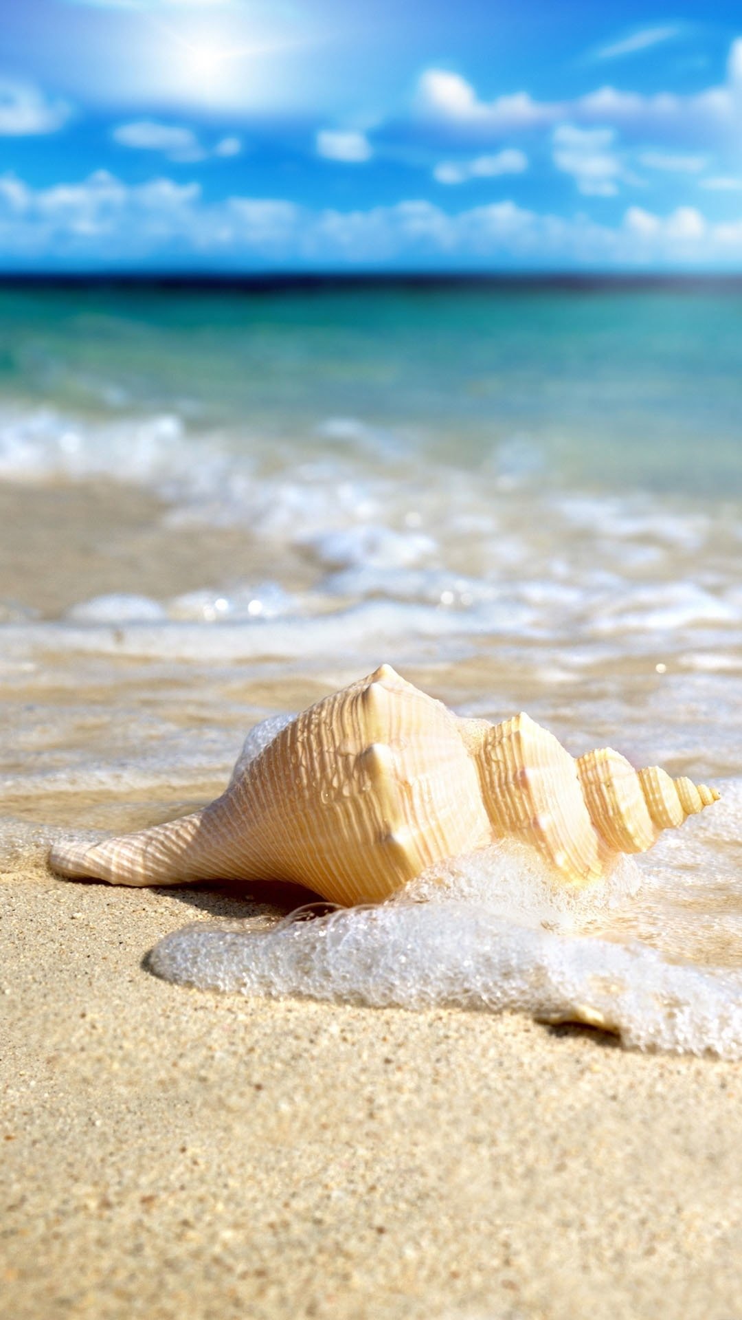 贝壳的样子图片沙滩图片