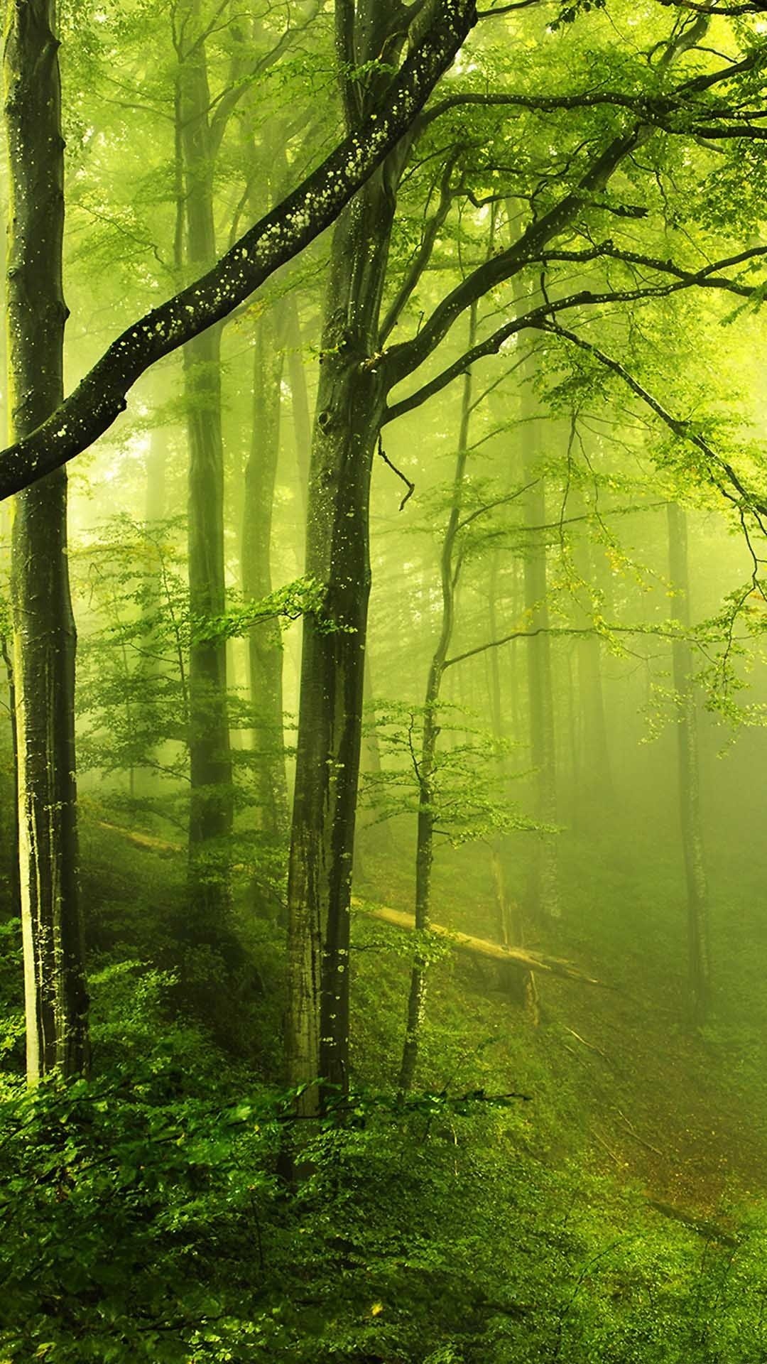 绿色森林壁纸竖屏图片