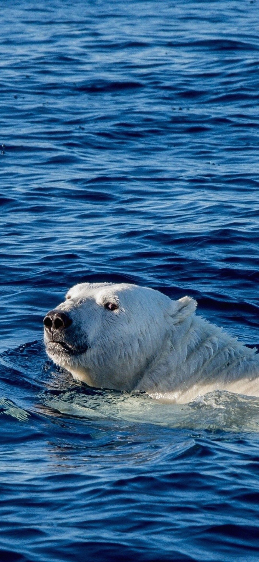 北极熊会游泳吗图片