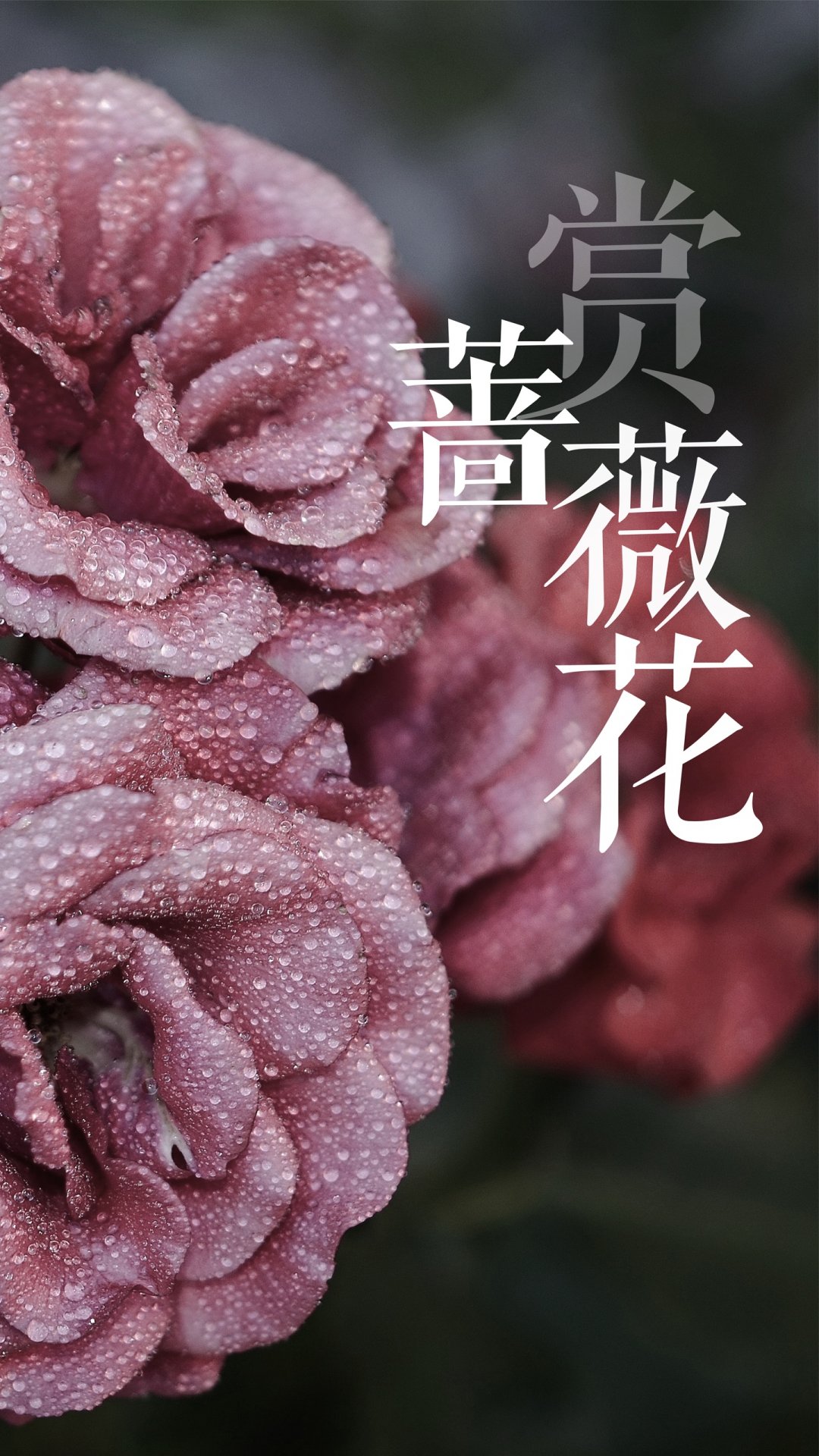 五月蔷薇淡淡香 高清图片 手机壁纸 五月蔷薇淡淡香 高清图片 手机壁纸