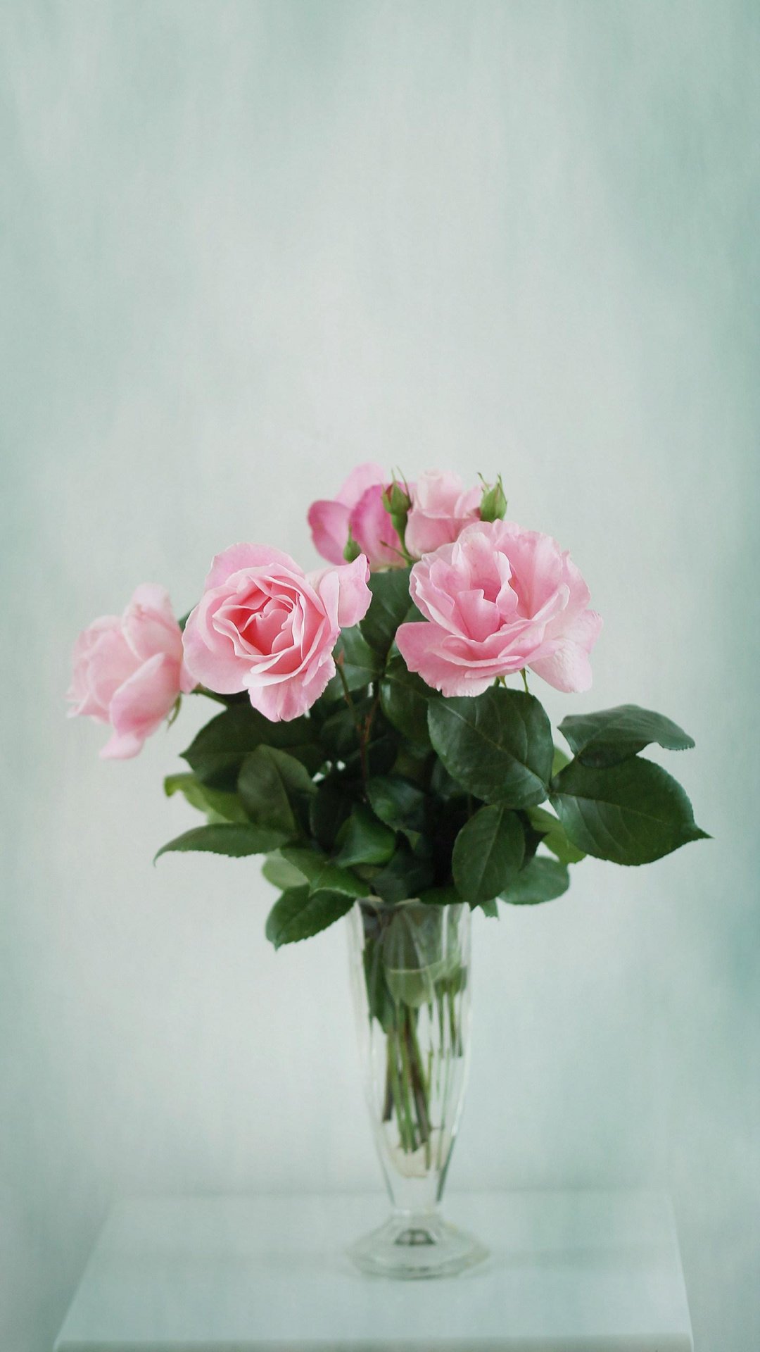 粉玫瑰,高清图片,手机壁纸