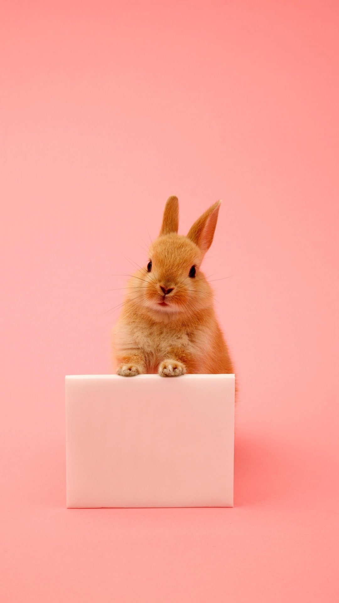 伶俐可爱小兔子,高清图片,手机壁纸