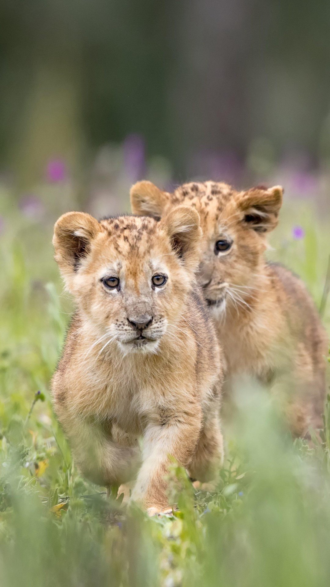 可爱的猫科动物宝宝