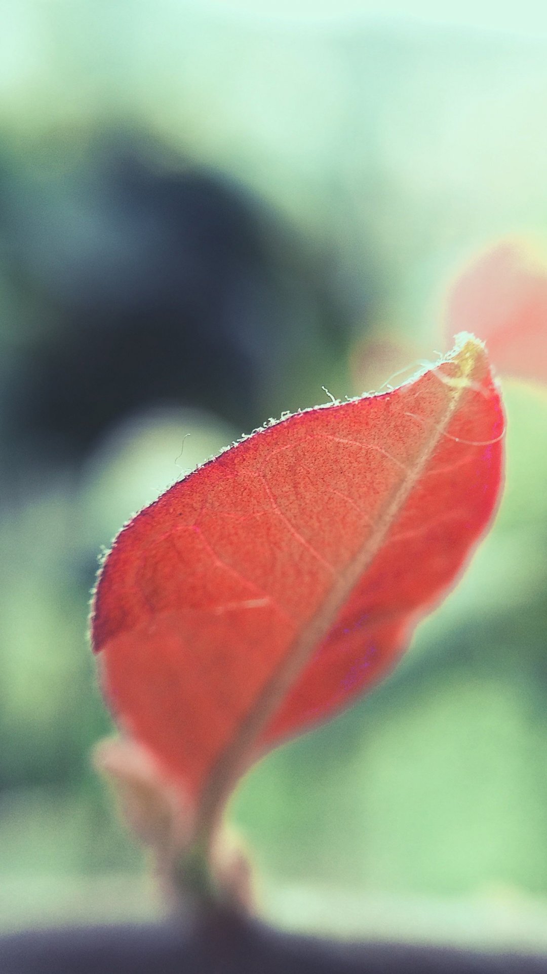 叶子的季节 高清图片 手机壁纸