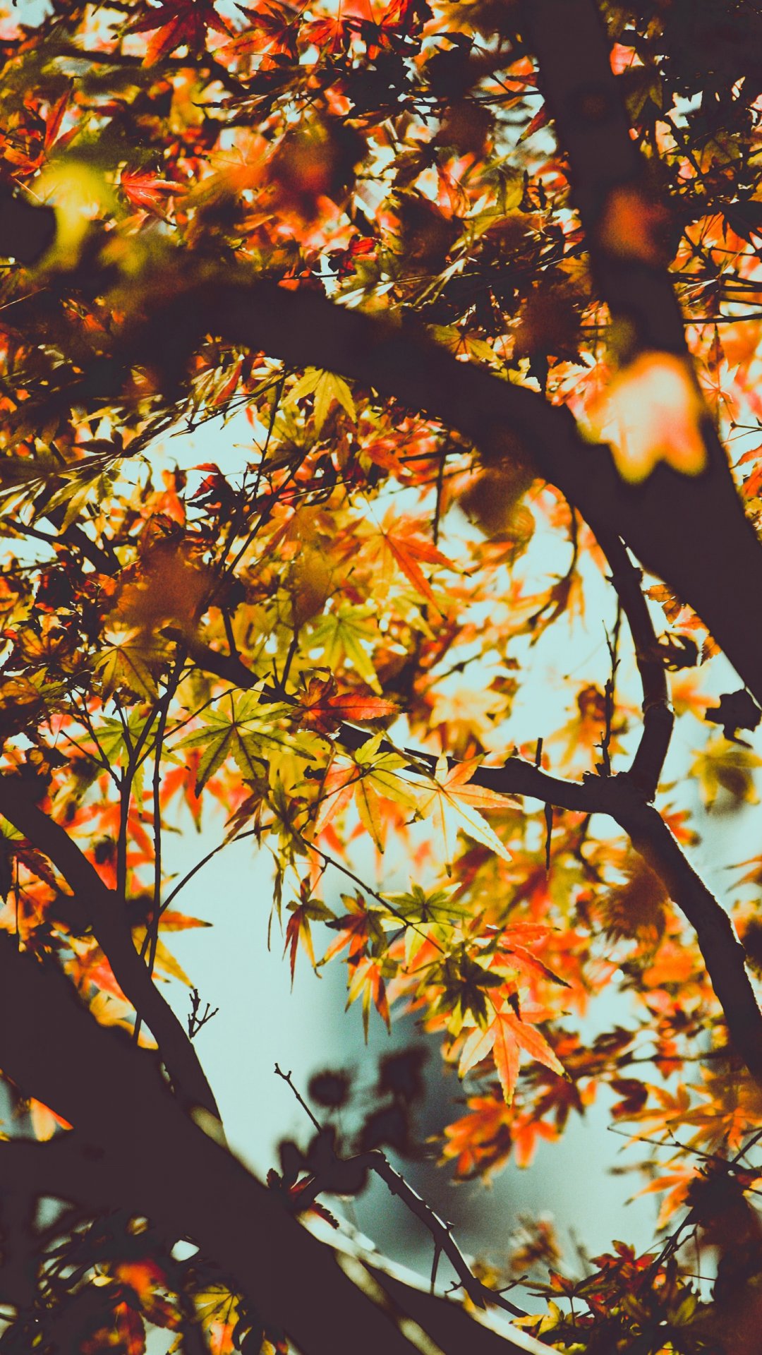 秋天是个安静的好季节 高清图片 手机壁纸